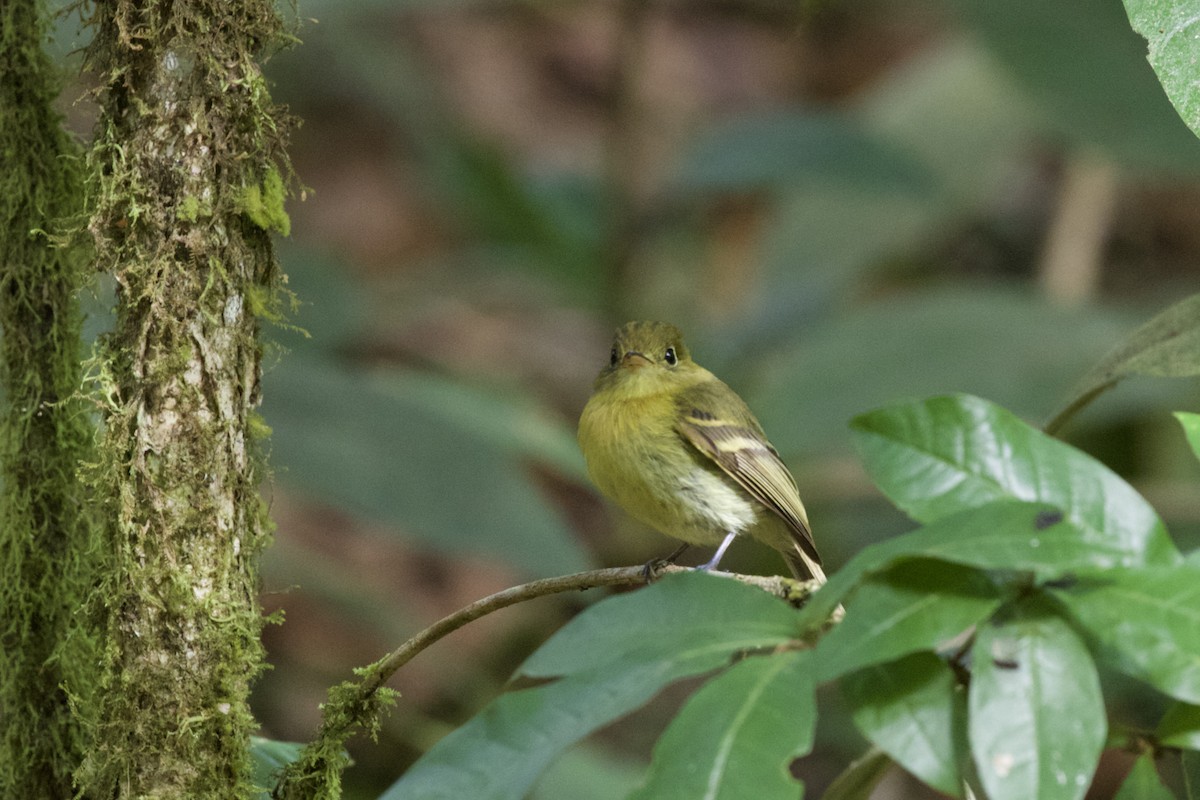 Yellowish Flycatcher - Krista Oswald