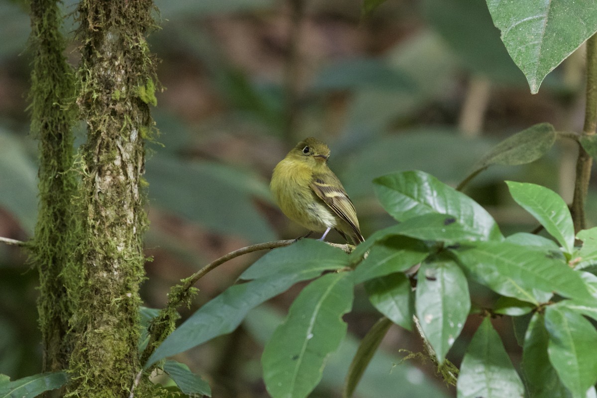 Yellowish Flycatcher - Krista Oswald