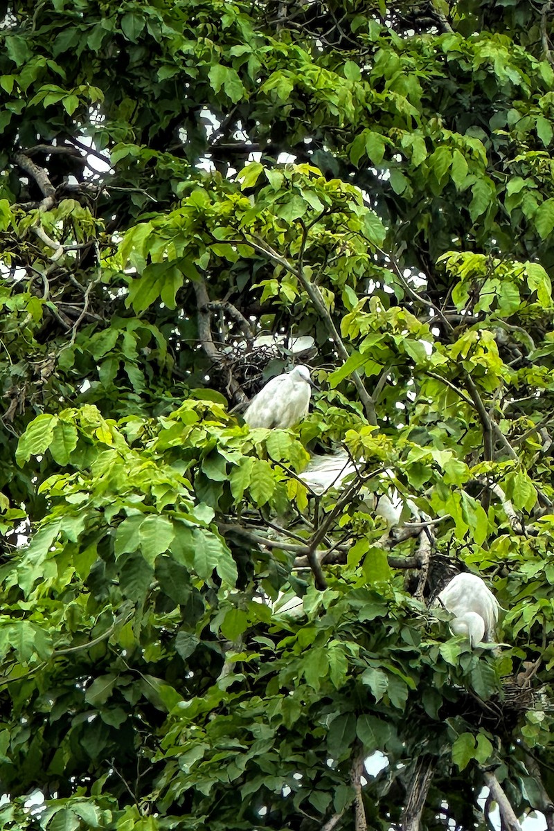 Little Egret - Akshita A Kumar