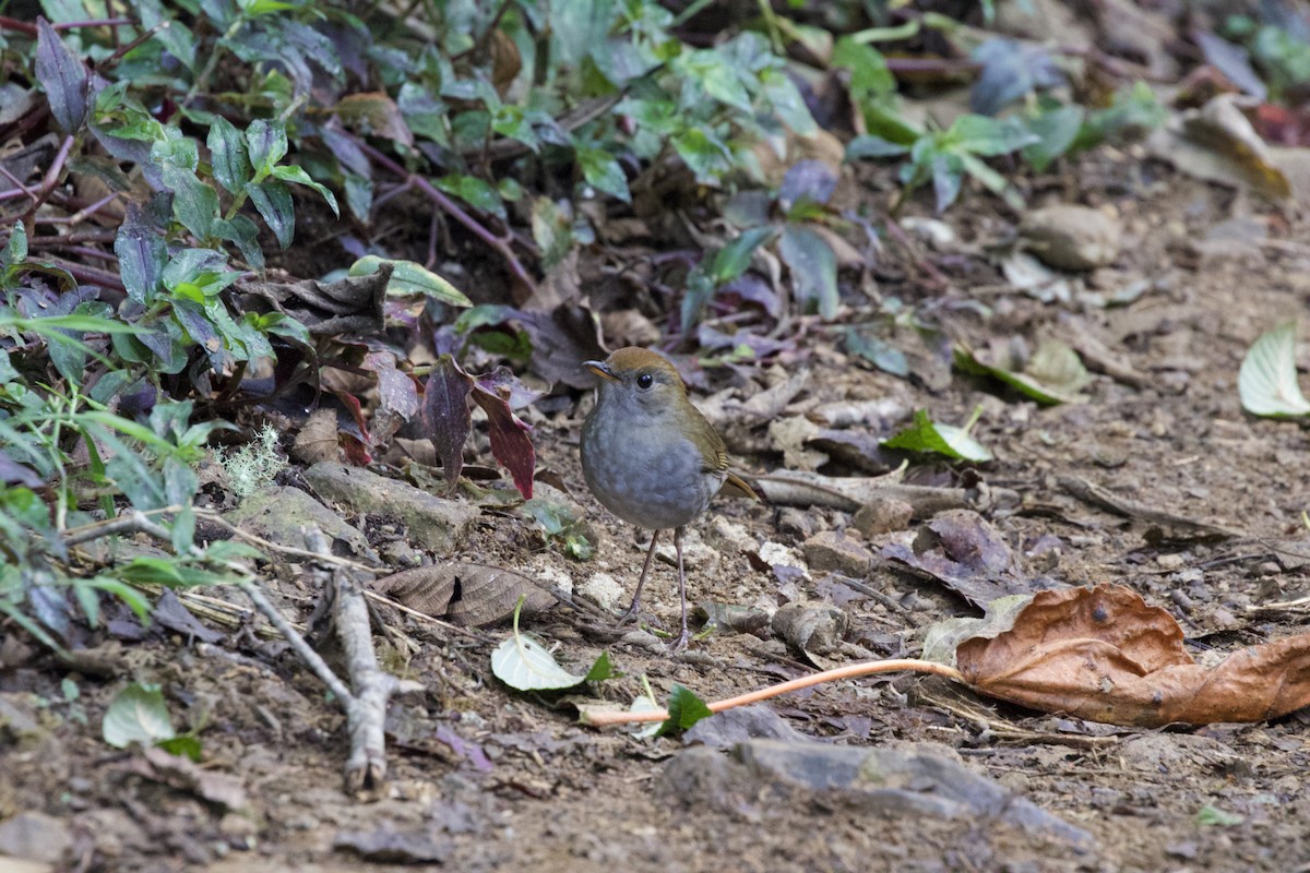 Ruddy-capped Nightingale-Thrush - ML619438218