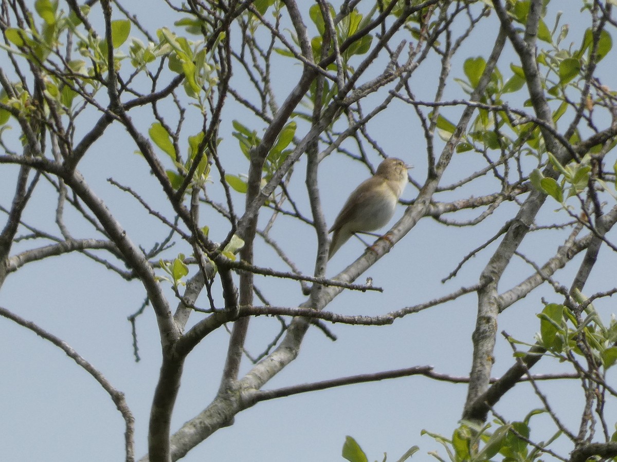 Willow Warbler - Mike Tuer