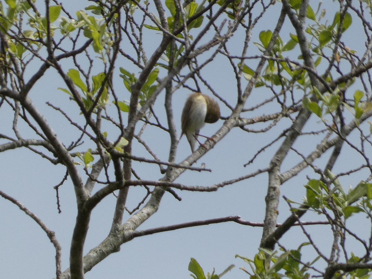 Willow Warbler - Mike Tuer