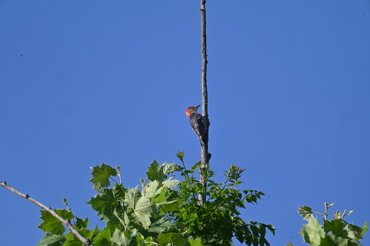 Red-bellied Woodpecker - Bird Smith