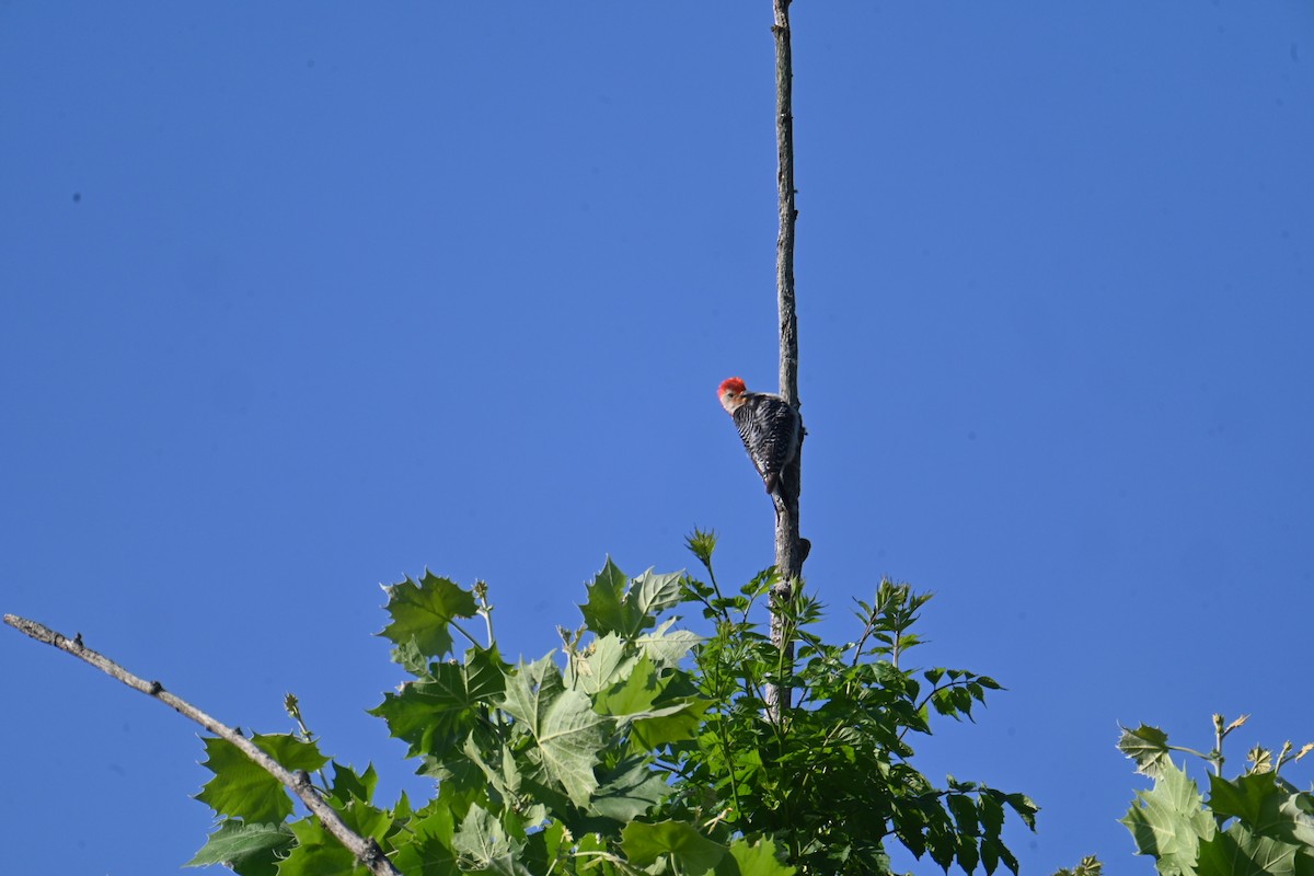 Red-bellied Woodpecker - Bird Smith