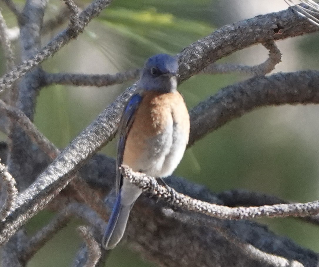 Western Bluebird - Bert Wessling