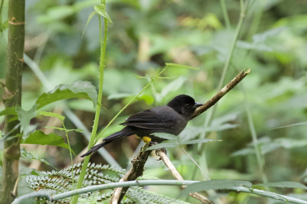 Yellow-thighed Brushfinch - ML619438252