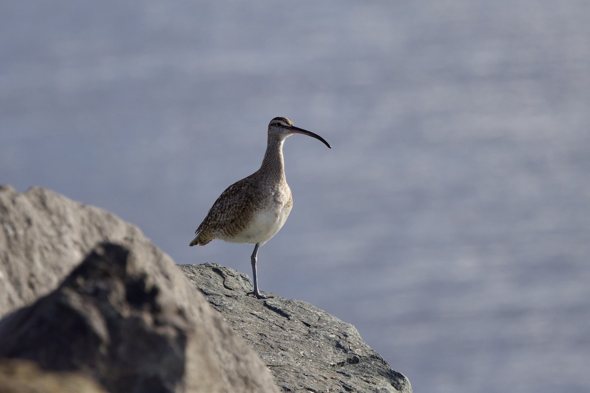 Whimbrel - ML619438256