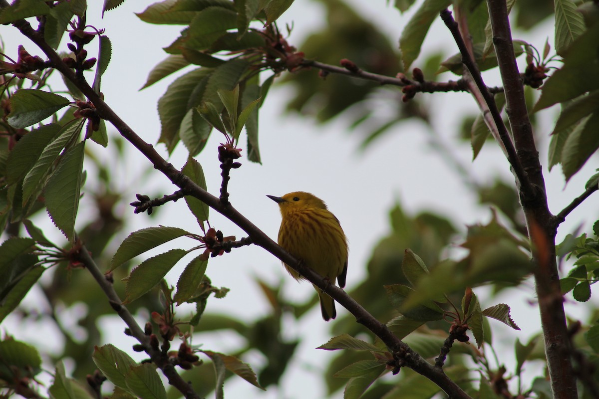 Yellow Warbler - Julia Cameron