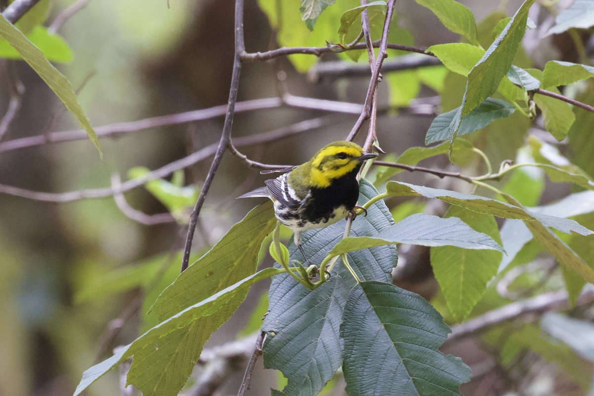 Black-throated Green Warbler - ML619438270