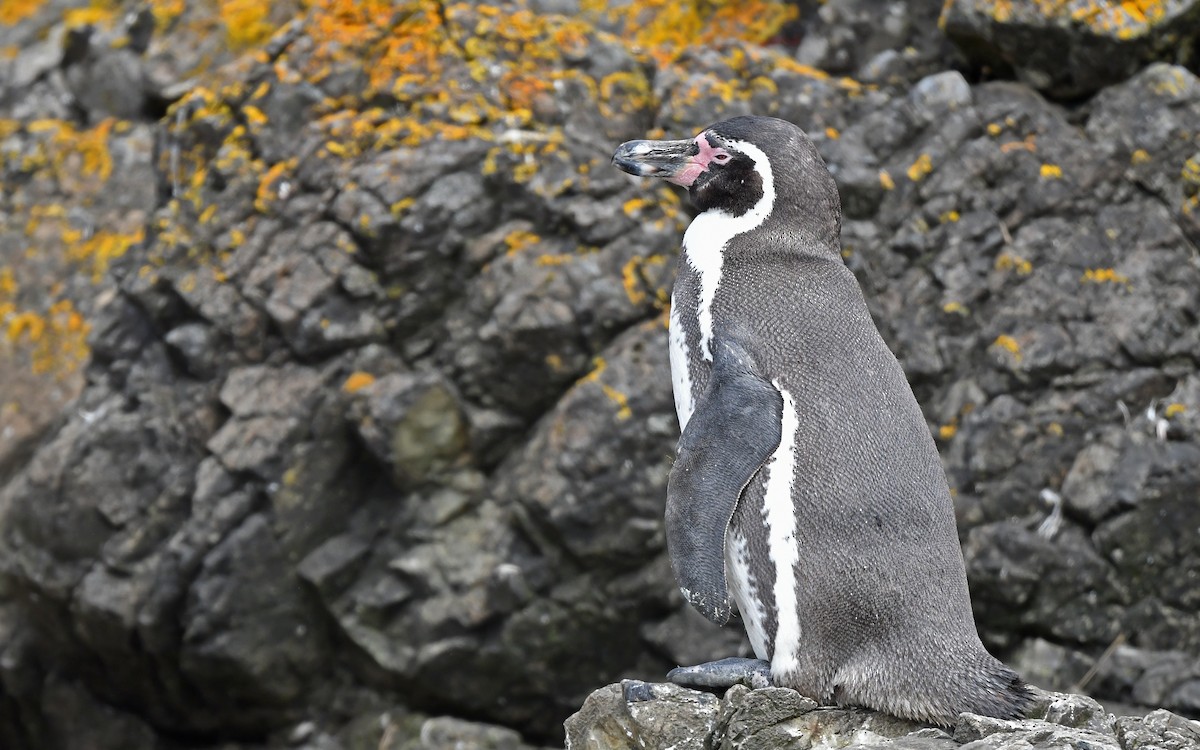 Humboldt Penguin - Christoph Moning