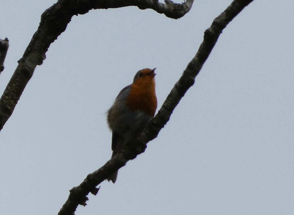 European Robin - Mike Tuer