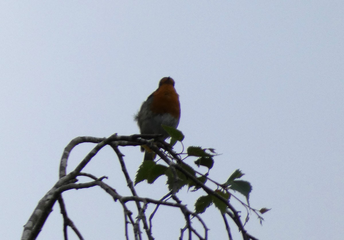 European Robin - Mike Tuer