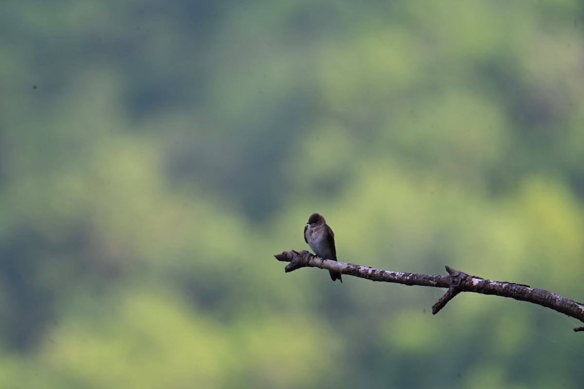 Northern Rough-winged Swallow - Bird Smith