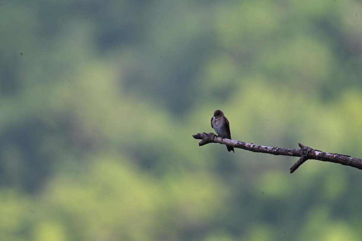 Northern Rough-winged Swallow - Bird Smith