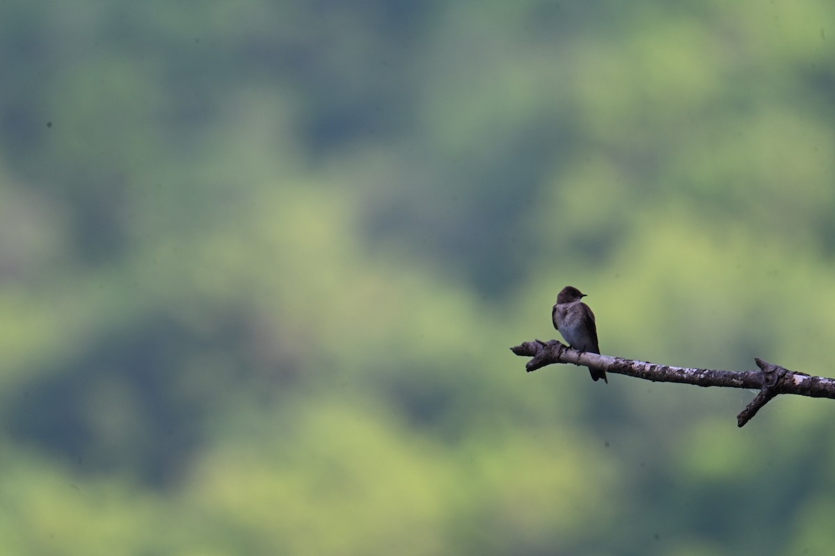 Northern Rough-winged Swallow - ML619438289