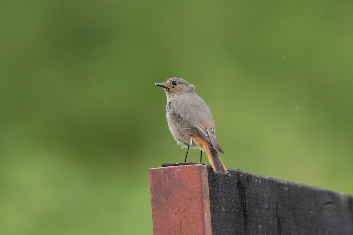 Black Redstart - Roman Pícha