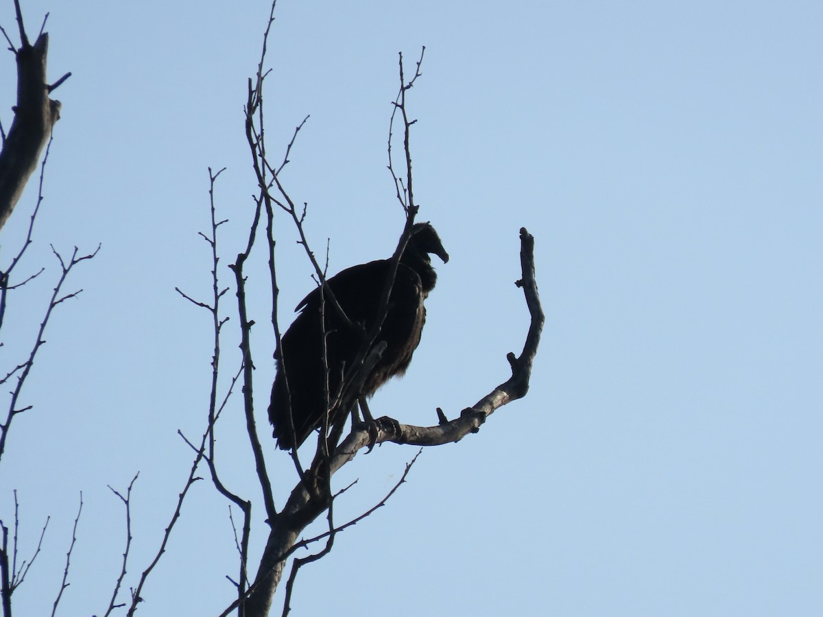 Black Vulture - Gerry Hawkins