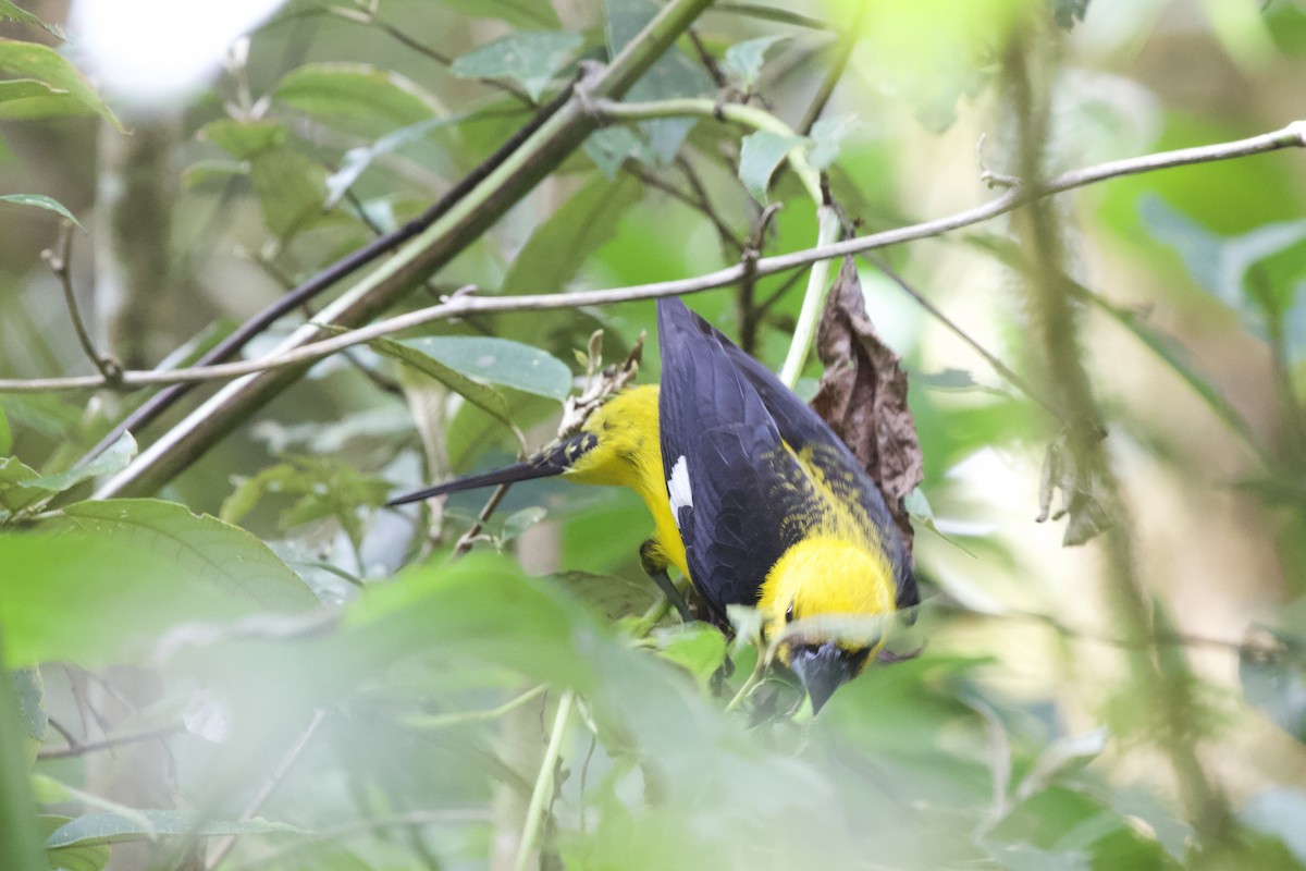 Black-thighed Grosbeak - ML619438295