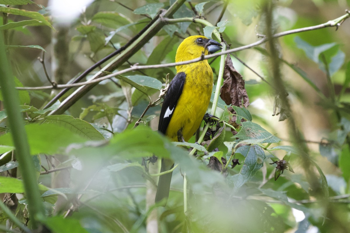 Black-thighed Grosbeak - Krista Oswald