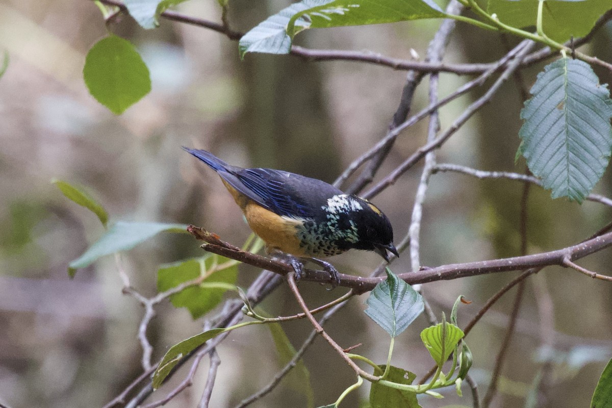 Spangle-cheeked Tanager - Krista Oswald