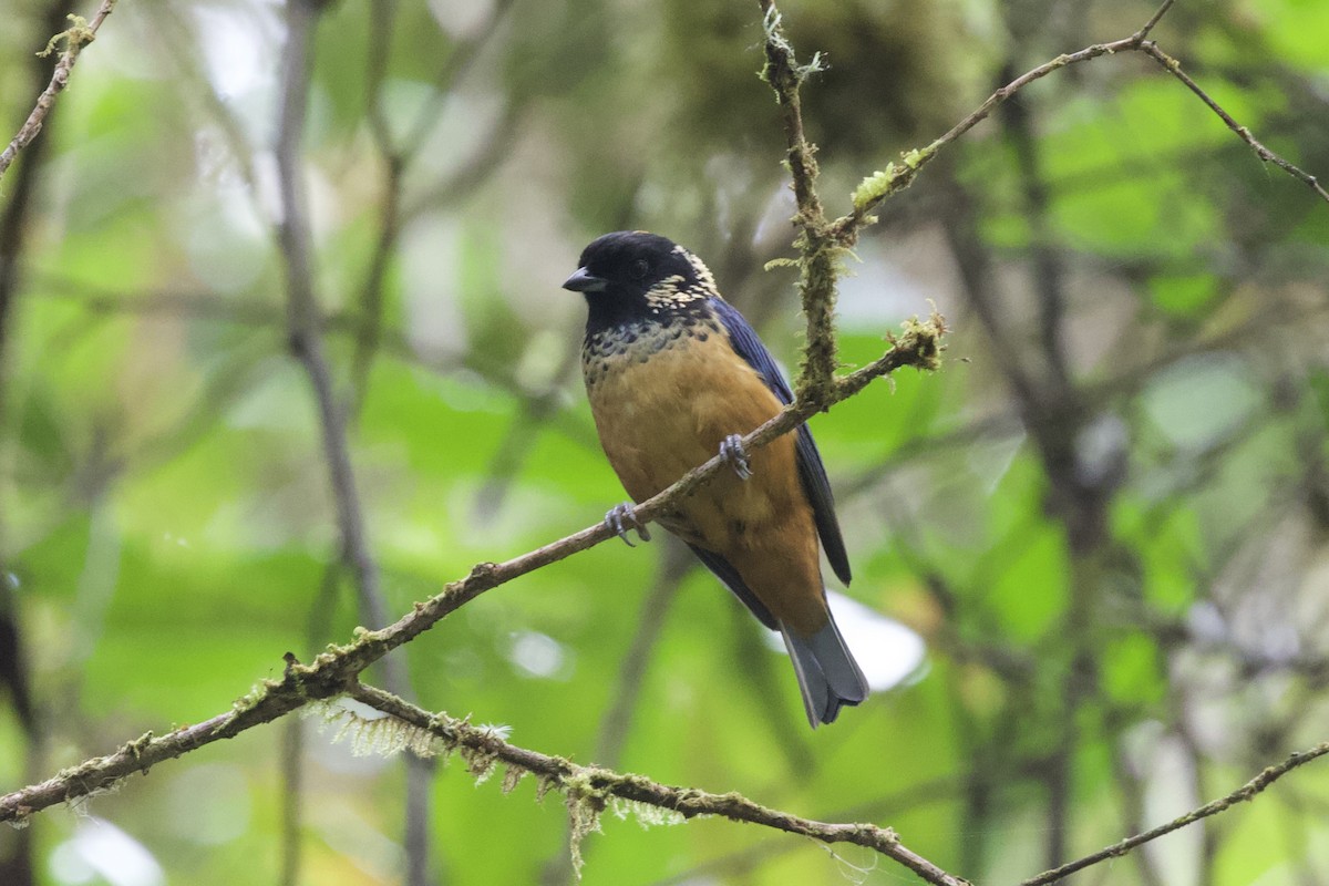 Spangle-cheeked Tanager - Krista Oswald