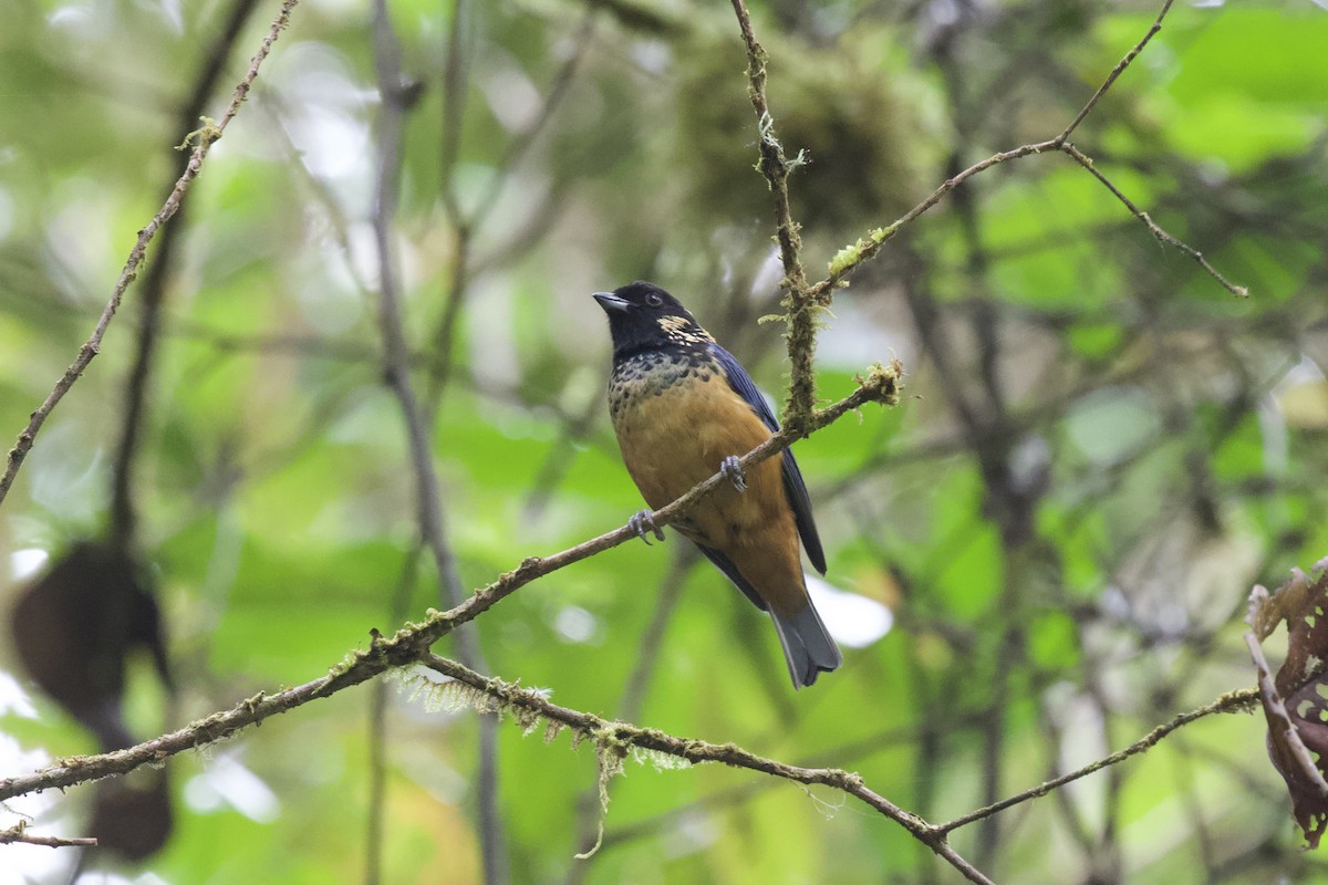 Spangle-cheeked Tanager - Krista Oswald