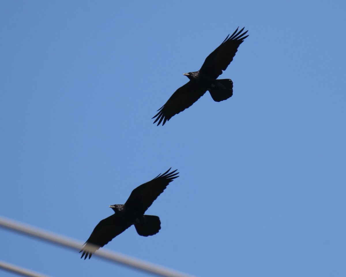 Common Raven - Linda Dalton