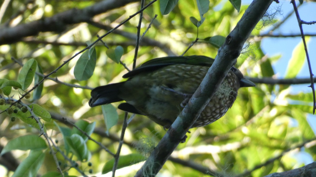 Spotted Catbird - Morgan Pickering