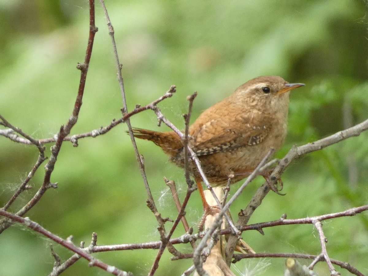 Eurasian Wren - Mike Tuer