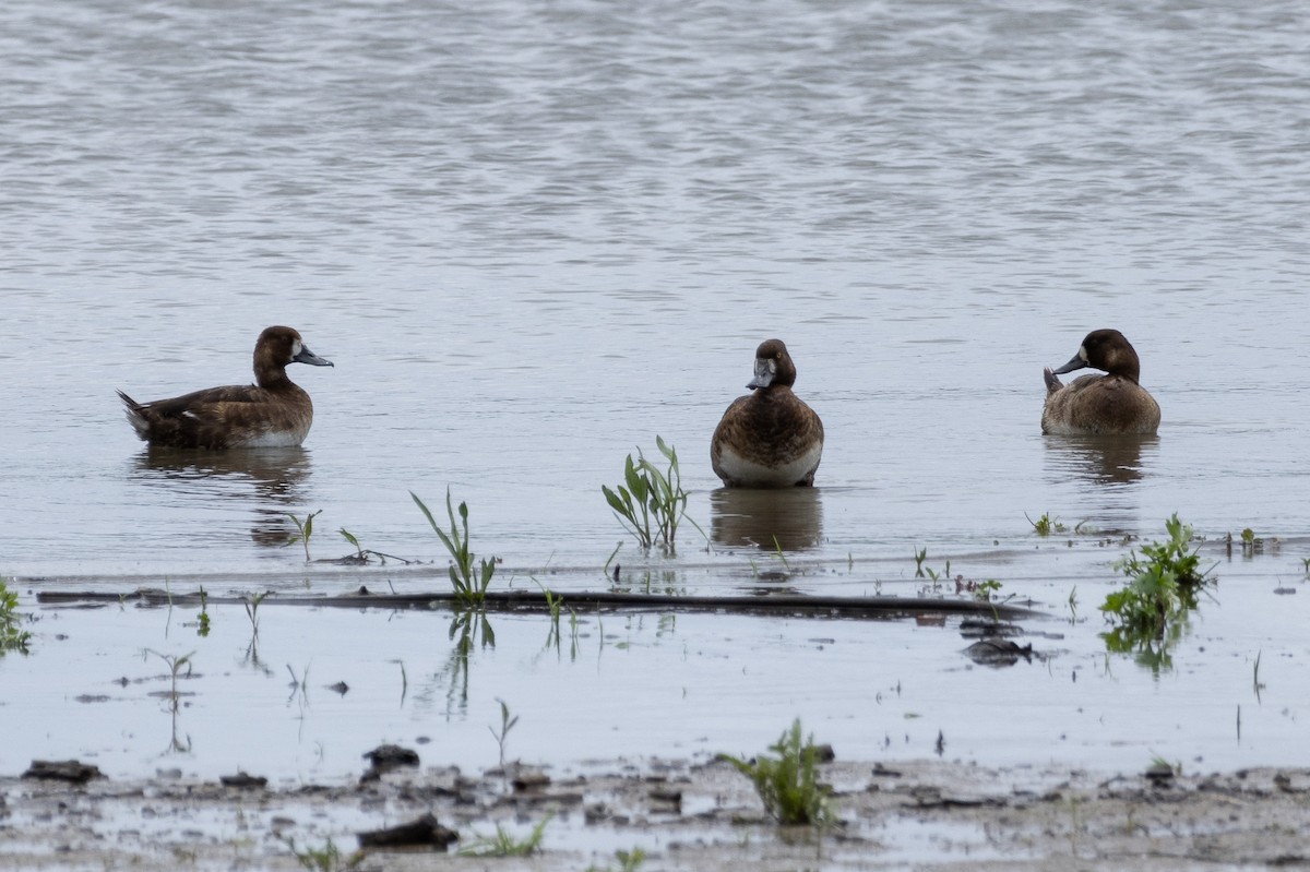 Greater Scaup - Tobin Brown