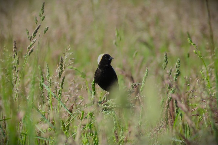 Bobolink - Larry Nichols