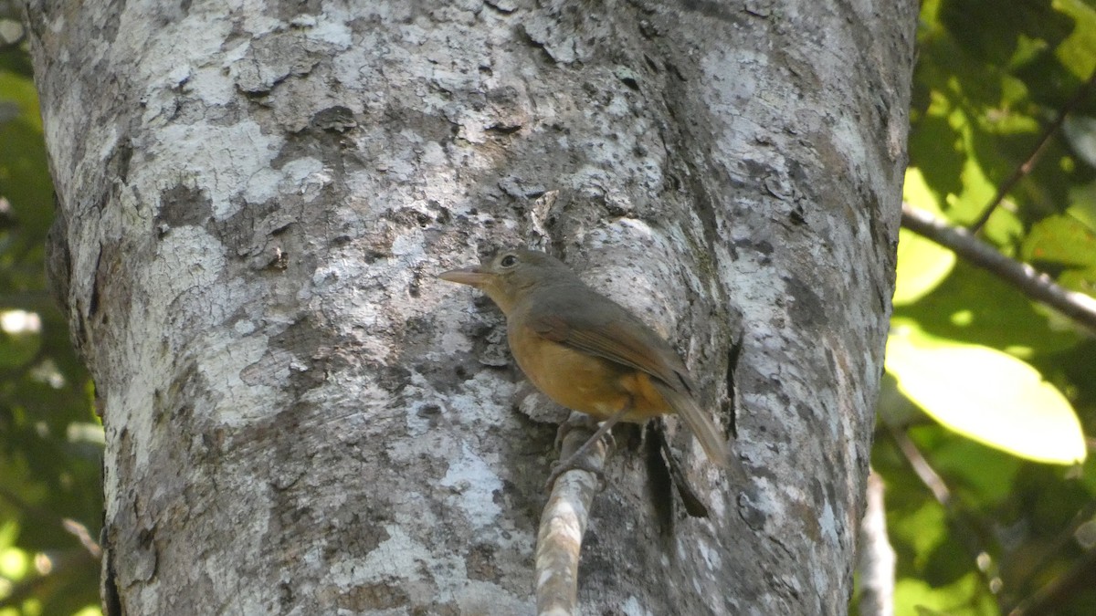 Rufous Shrikethrush - ML619438355