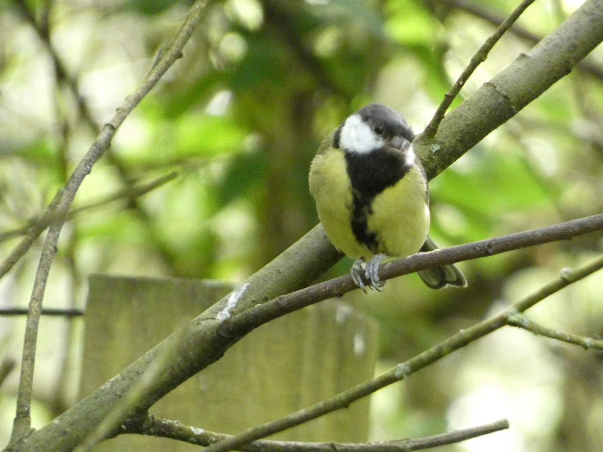 Great Tit - Mike Tuer