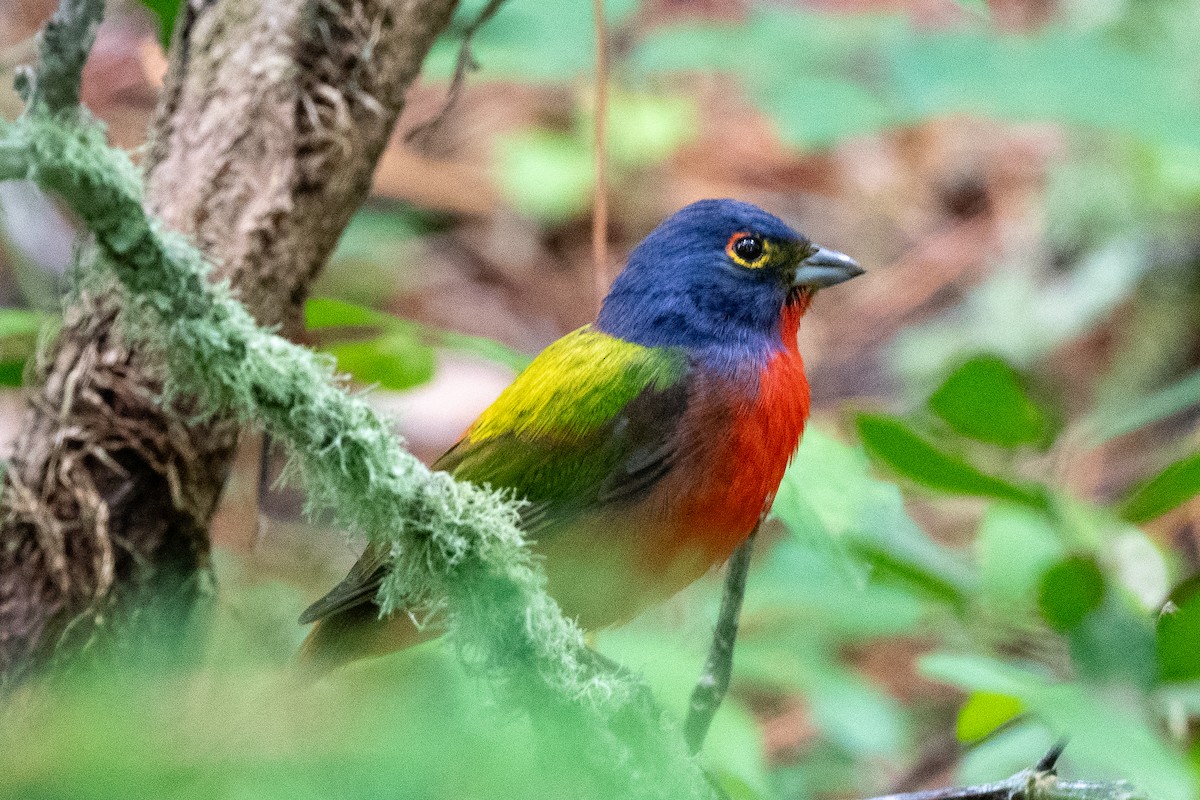 Painted Bunting - Mike Winck