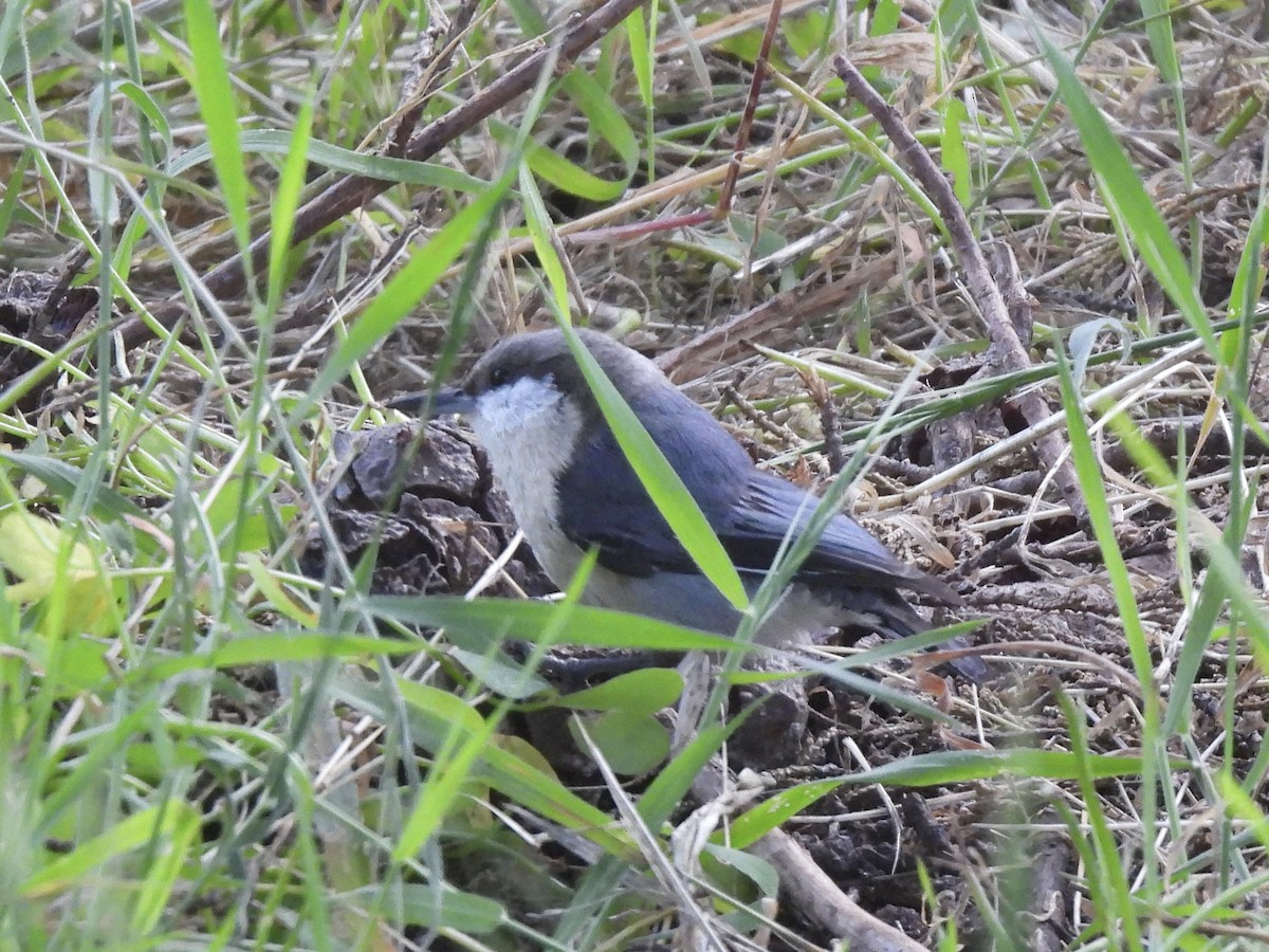 Pygmy Nuthatch - Dana Cox