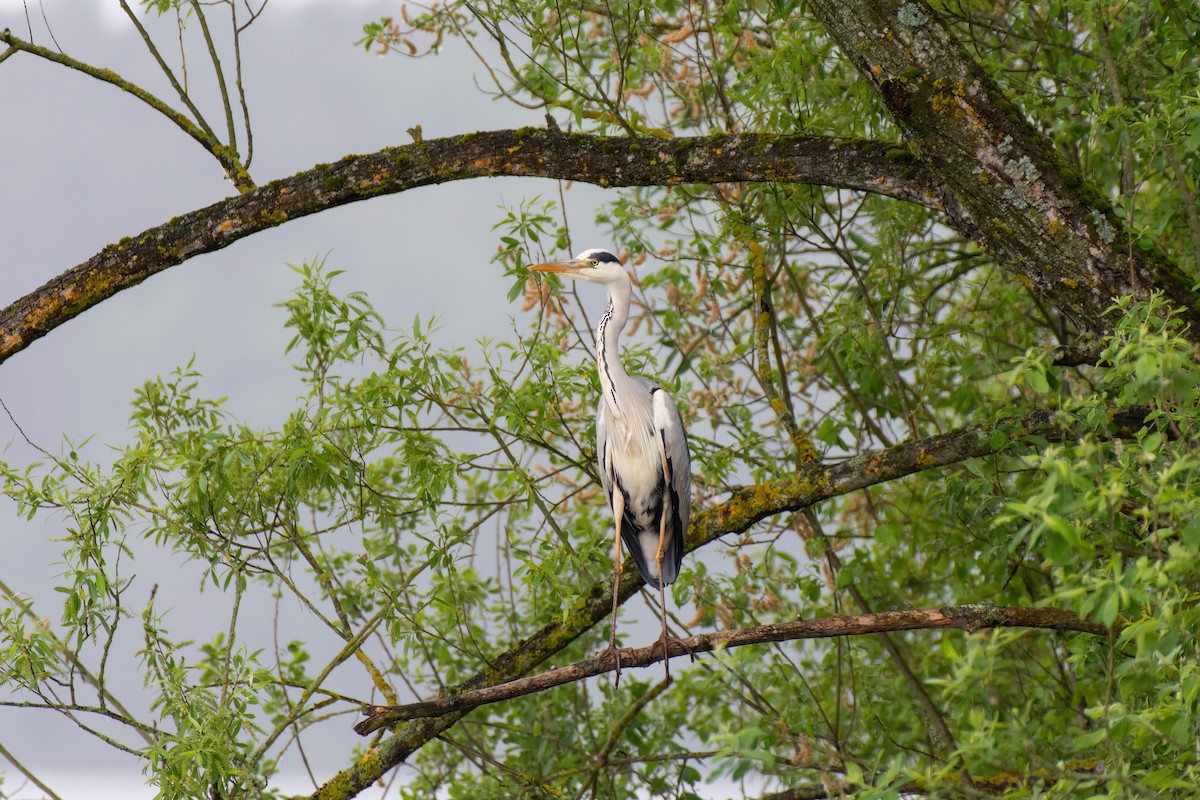 Gray Heron - ML619438401