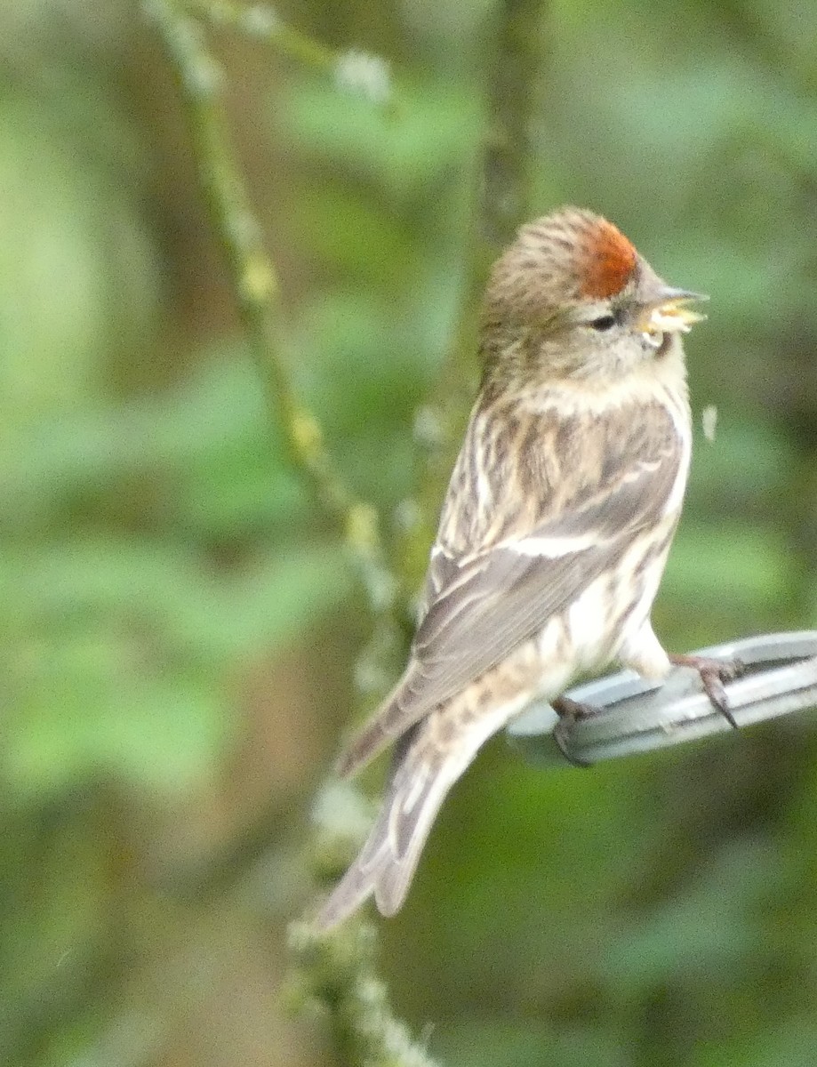 Lesser Redpoll - Mike Tuer