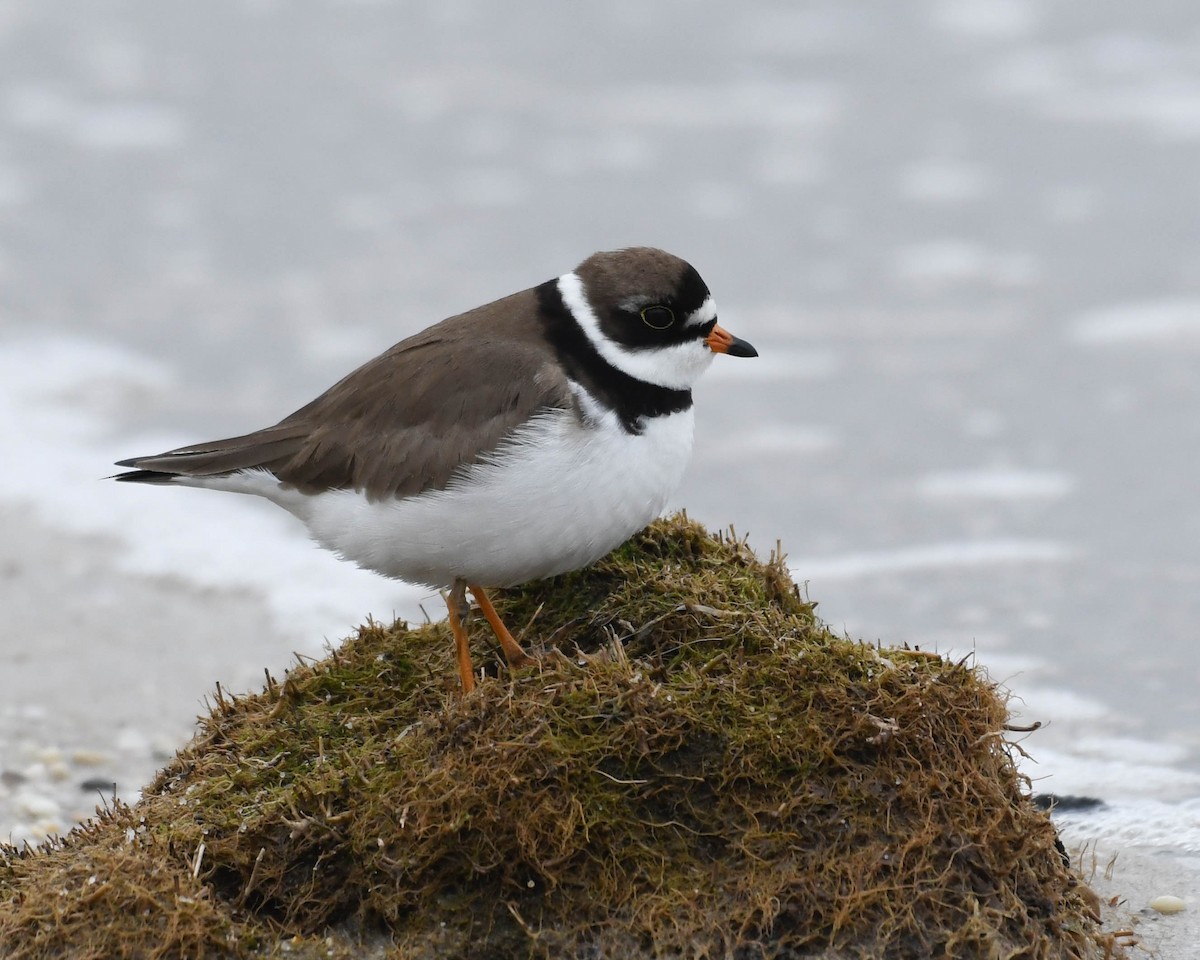 Semipalmated Plover - Joanne Dial