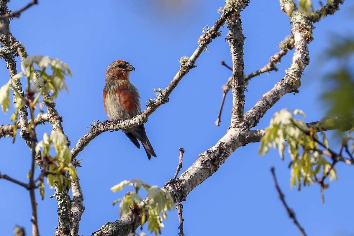 Red Crossbill - Martina Nordstrand