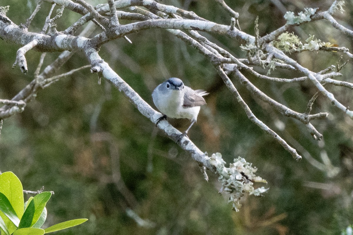 Blue-gray Gnatcatcher - Mike Winck