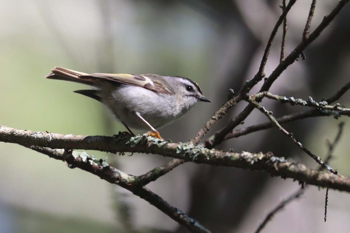 Golden-crowned Kinglet - Martina Nordstrand