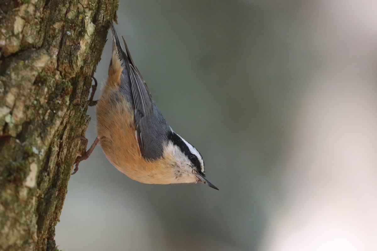 Red-breasted Nuthatch - Martina Nordstrand