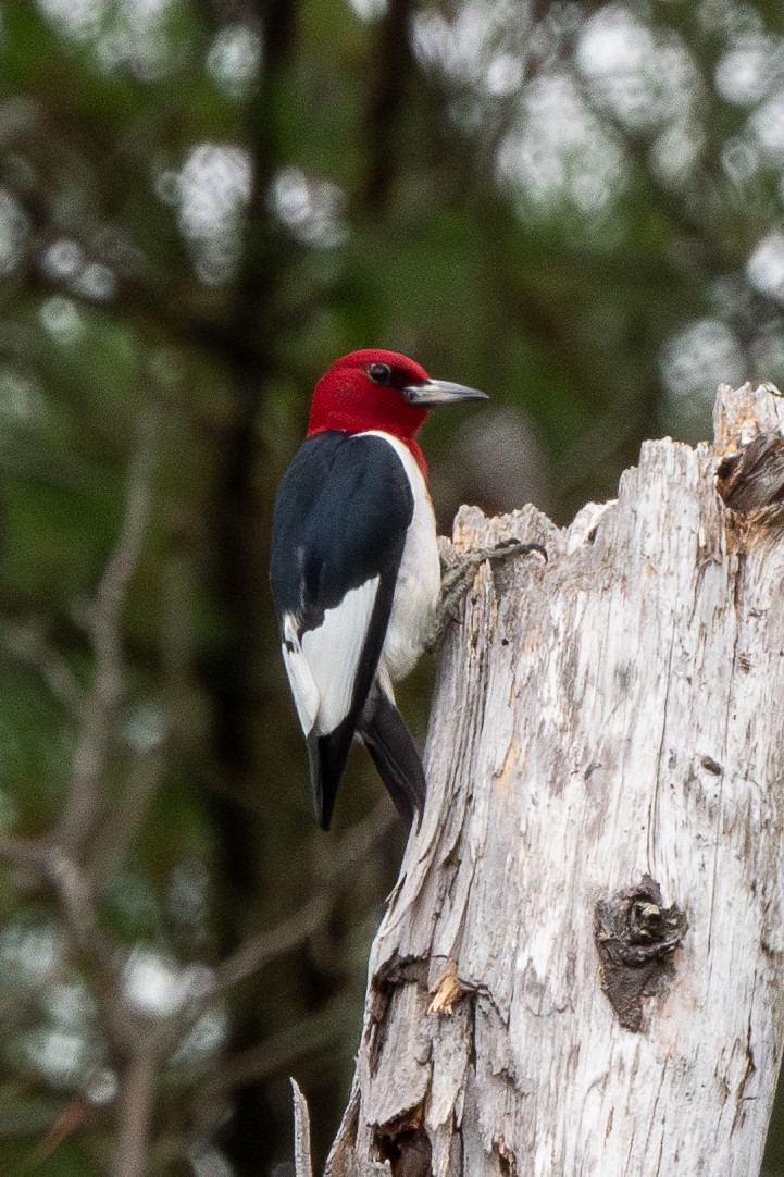 Red-headed Woodpecker - Mike Winck