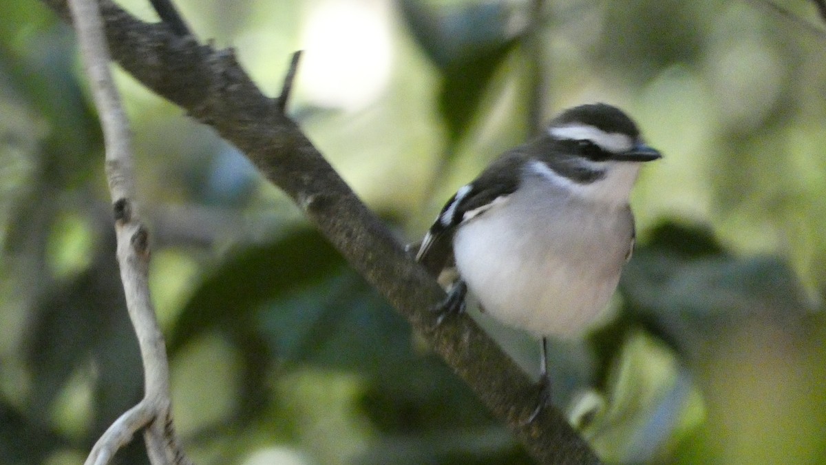 White-browed Robin - Morgan Pickering