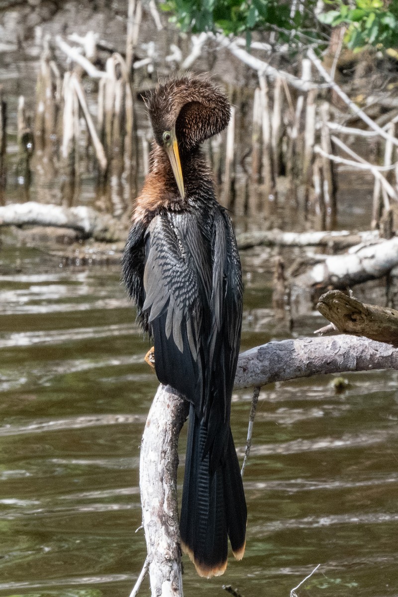 Anhinga - Mike Winck