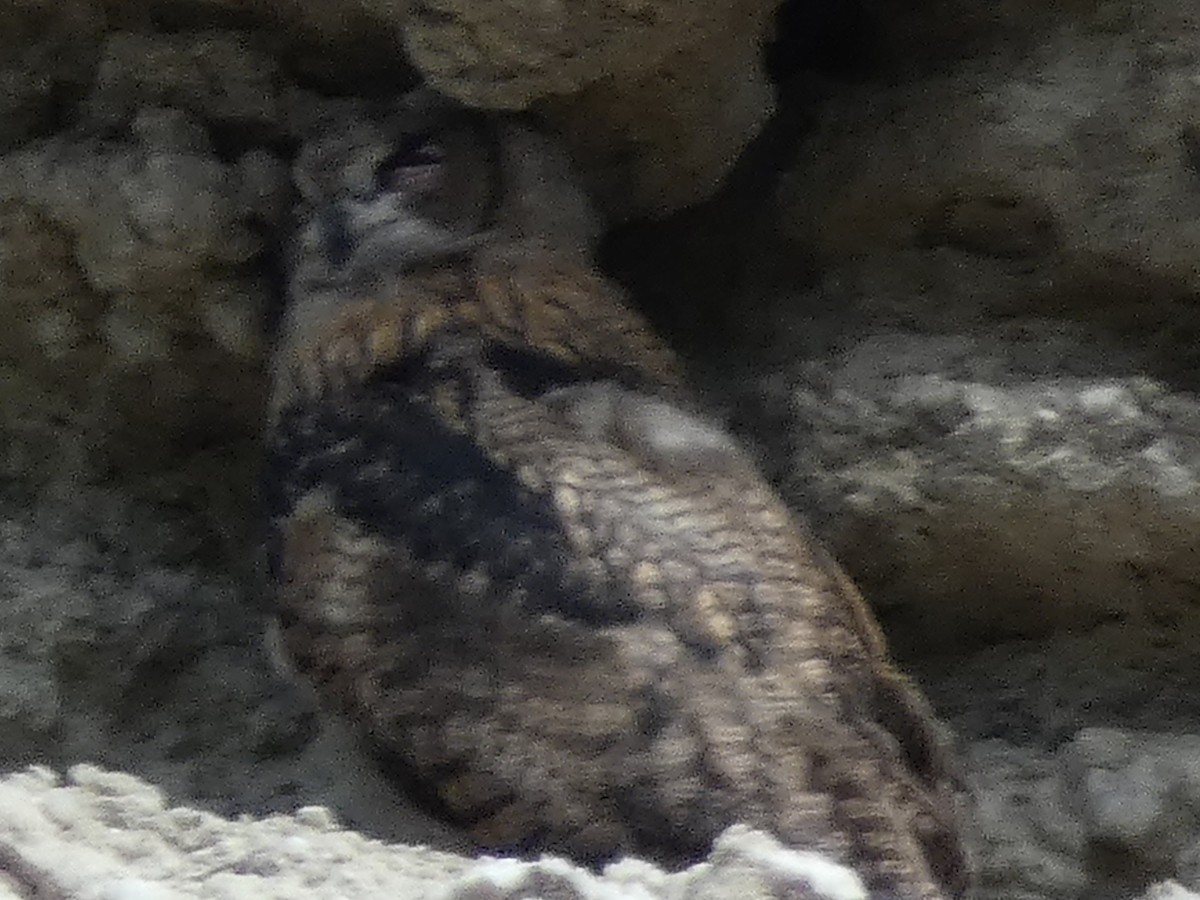 Eurasian Eagle-Owl - Elena Cantalapiedra Malaguilla