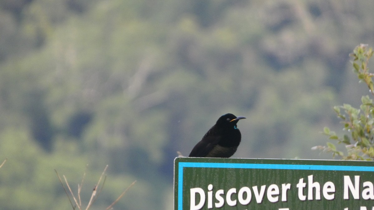 Victoria's Riflebird - Morgan Pickering