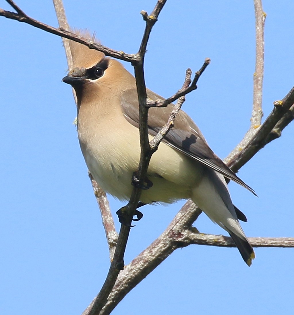 Cedar Waxwing - Debby Parker