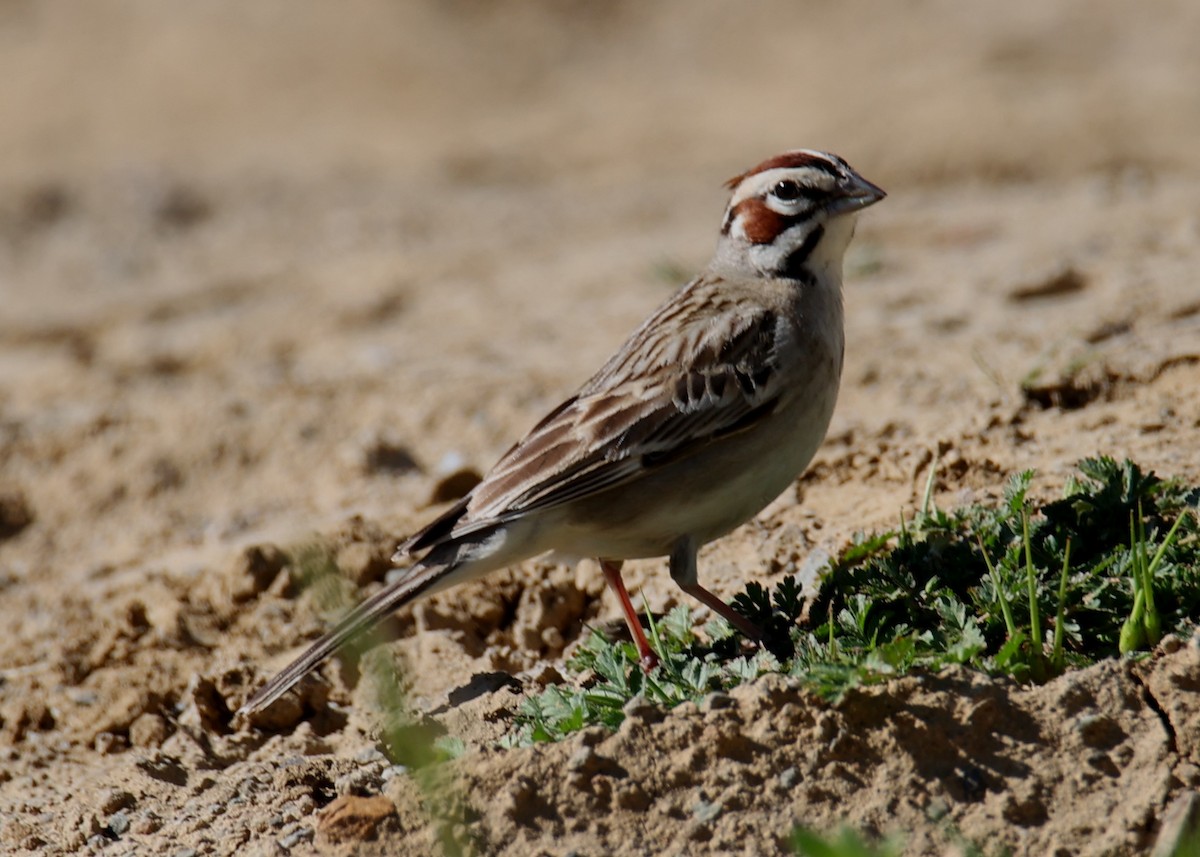 Lark Sparrow - Linda Dalton