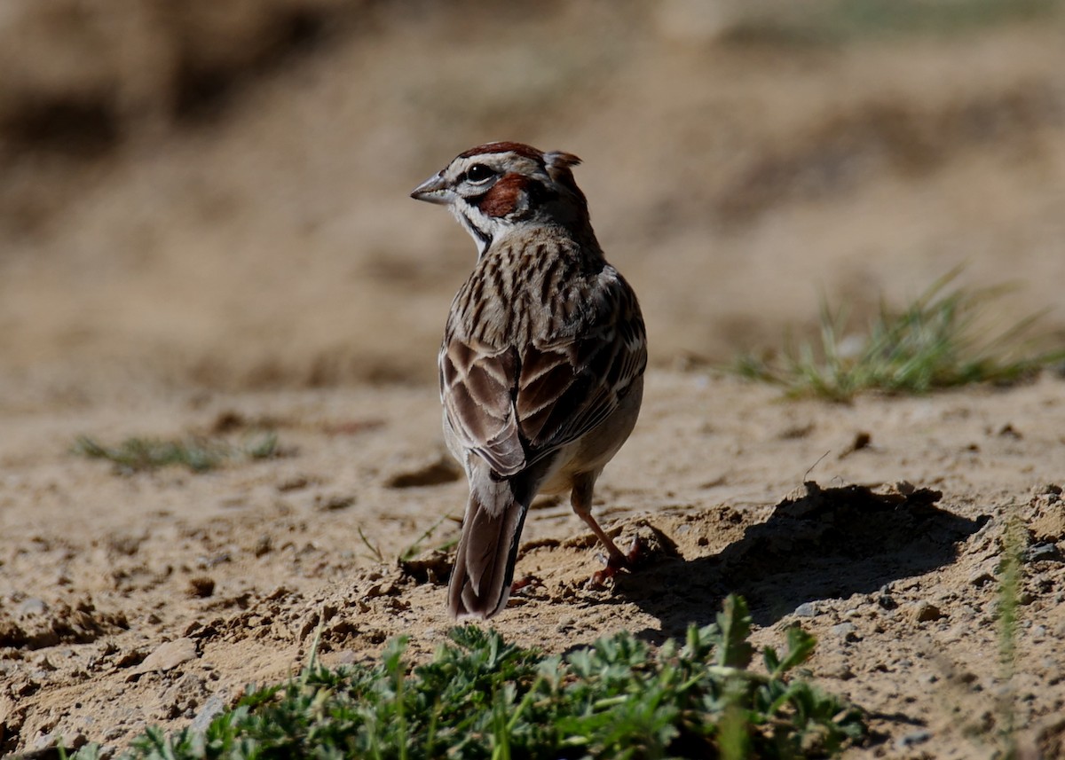 Lark Sparrow - Linda Dalton